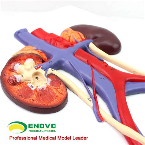 This is produced by continuity of the longitudinal muscle of the two ureters across the bladder wall. Urinary system, bladder, ureter, urethra and kidney ...