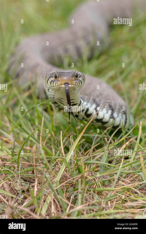 Grass Snake Natrix Natrix Photographed In Sussex England Spring Stock Photo Alamy