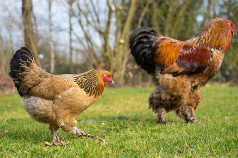 brahma chickens why every chicken keeper needs them audrey s little farm