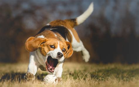 712959 Dogs Beagle Rare Gallery Hd Wallpapers