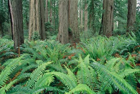 Ferns In Forest Redwood National Park California Usa Posters