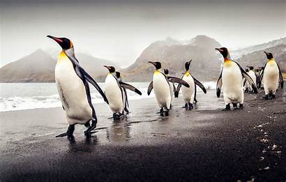 Pingwiny Morze Brzeg