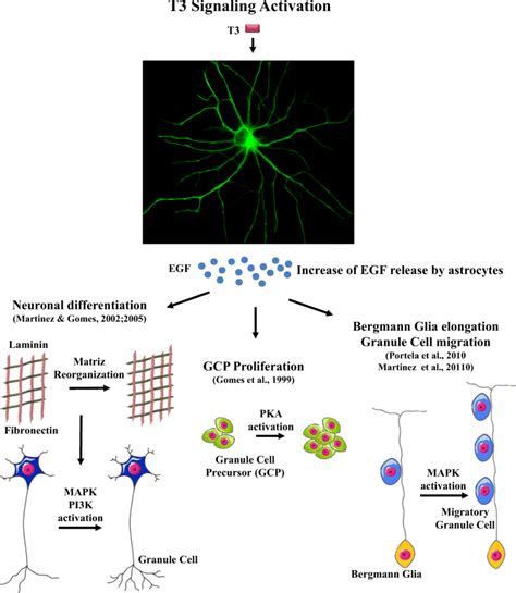 Thyroid Hormone Actions In Astrocyte Functions T Hormone Acts In A