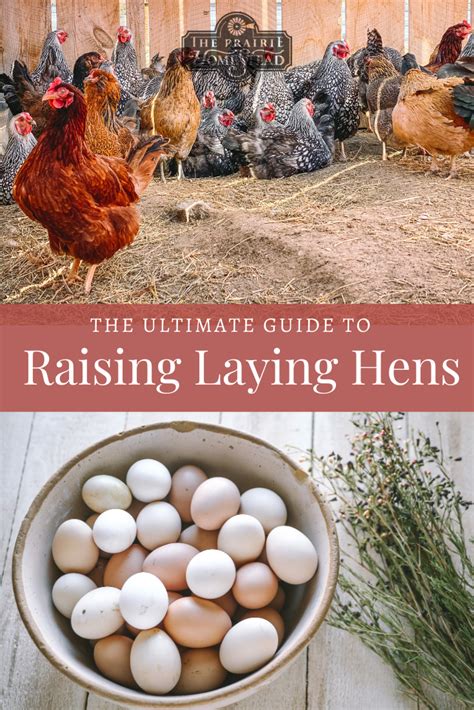 how to raise laying hens raising hens raising meat chickens raising ducks raising farm