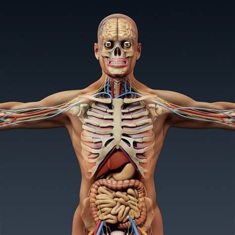 Human Male Body Anatomy And Organs Pack ~ Male Skeleton Internal Organs