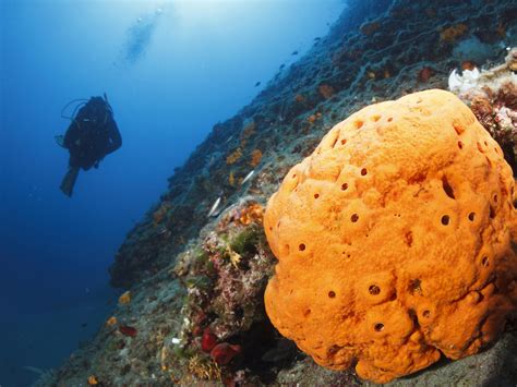 Sponge Like Creatures Living 750 Million Years Ago Identified As
