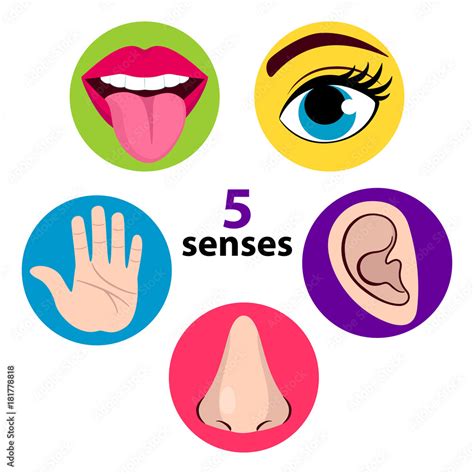 Vecteur Stock Set Of Five Human Senses Vision Eye Smell Nose