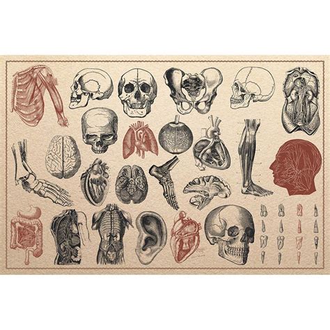 Buy Meishe Art Vintage Print Human Anatomy Skeleton Chart Antique S