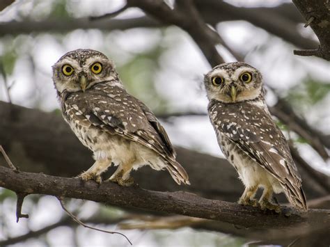 Spotted Owlet Ebird