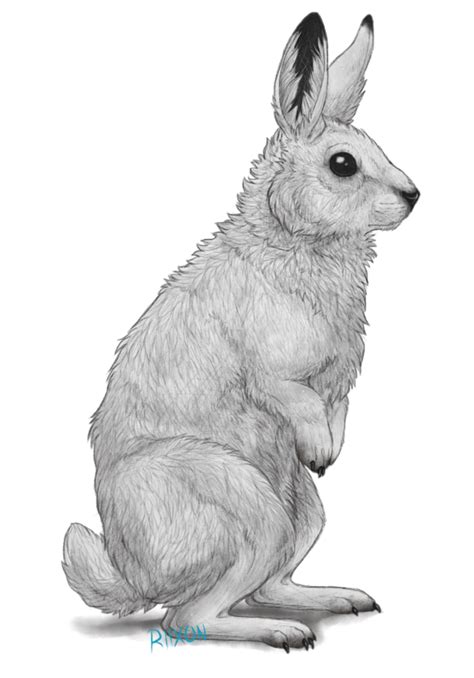 Arctic Hare Clipart Line Drawing Rabbit Line Art Png Image Clip Art