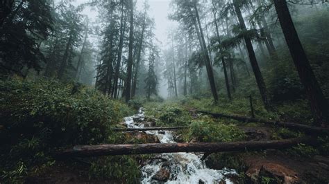 Forest Stream Mist Trees Log Outdoors Nature Hd Wallpaper