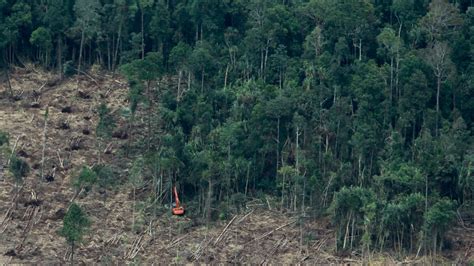 Indigenous Indonesians Still Waiting For Promised Forest Land