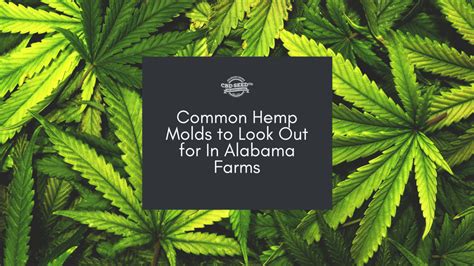 Common Hemp Molds To Look Out For In Alabama Farms Cbd Seed Co