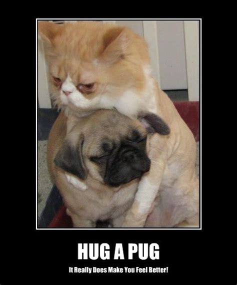 Funny Pug Dog Meme Pun Lol Pug Life Pinterest Pug