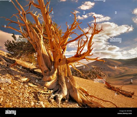 Widely Branching Bristlecone Pine Ancient Bristlecone Pine Forest