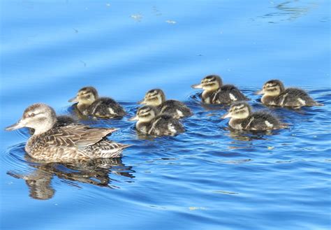 Blue Winged Teal Young At Heart