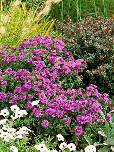These 16 Long Living Perennials Will Thrive In Your Garden For Decades