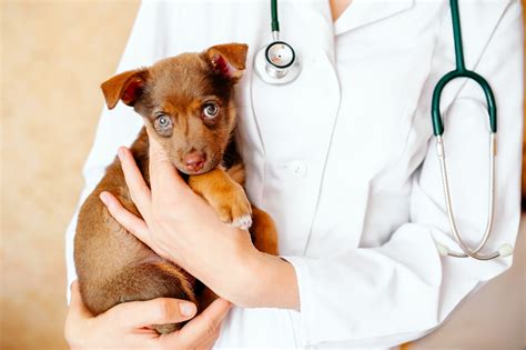 Sick Puppy Signs And Symptoms How To Know If Your Puppy Is Sick