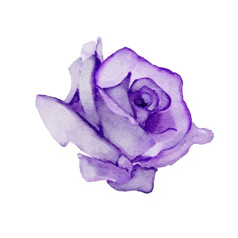 Premium Vector Purple Rose Watercolor