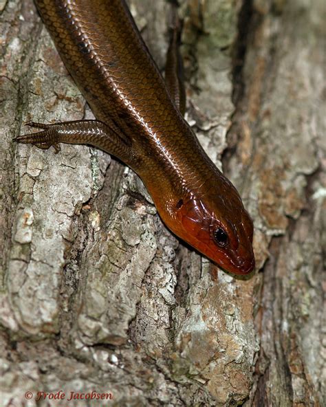 Maryland Biodiversity Project Common Five Lined Skink Plestiodon