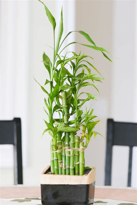 Indoor Types Of Bamboo Plants