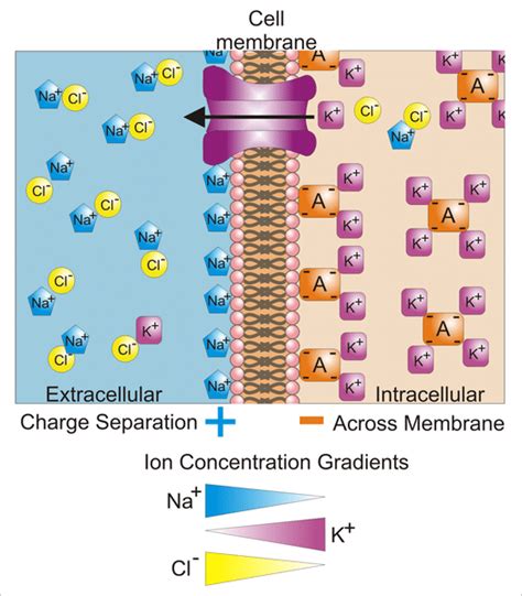 Action Potential The Resting Membrane Potential Generation Of