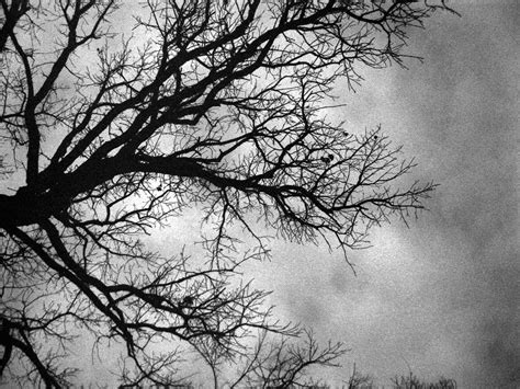 Troys Photos Nature And Art Black And White Tree In Winter