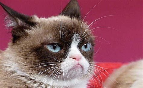 Life Is Boring Grumpy Cat Name Grump Cat Grumpy Face Grumpy Cat