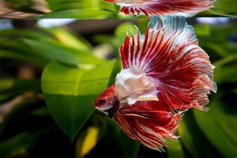 Elephant Ear Betta Fish Dumbo Care Guide Pictures Lifespan And More