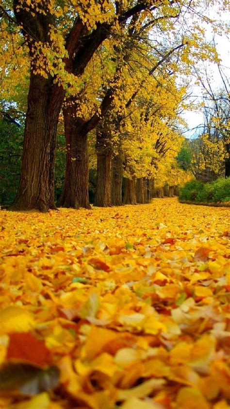 The Sound Of Autumn Fall Foliage Autumn Leaves Autumn Fall Amazing