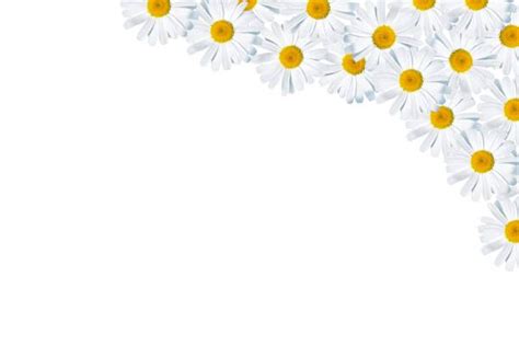 Daisy Borders Stock Photos Pictures Royalty Free Images Istock