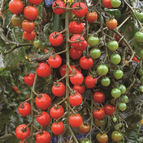 Tomato Tomtastic F1 Premier Seeds Direct