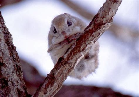 Is The Japanese Flying Squirrel One Of The Most Adorable Animals Alive