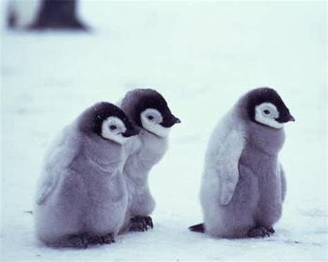 Pictures Of Cute Baby Penguins
