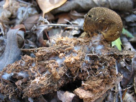 Using Georgia Native Plants The Magic Of Mushrooms