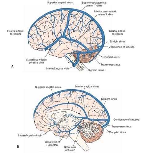 Major Dural Sinuses And Veins Brain Anatomy Anatomy Neuroscience