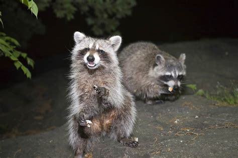 4 Proven And Effective Ways To Repel And Deter Raccoons A Z Animals