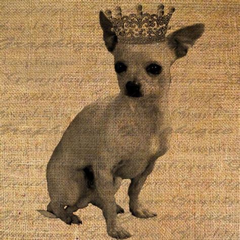Chihuahua Dog Crown Adorable Dogs Pets Digital Image Download Etsy