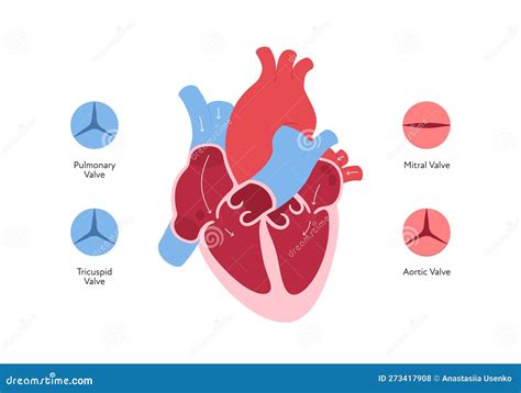 Gráfico Infográfico De Anatomía Cardíaca Ilustración Plana De Color