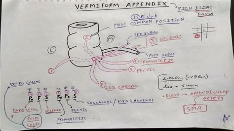 Appendix Anatomy