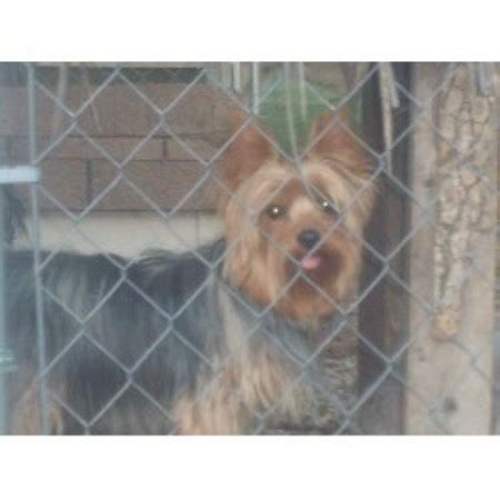 Find the top 21 preschools near chattanooga, tn. Yorkshire Terrier (Yorkie) breeders in Tennessee | FreeDogListings