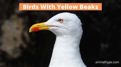 25 Birds With Yellow Beaks With Photos Animal Hype