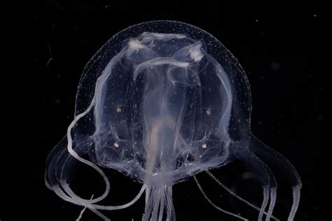 Do Box Jellyfish Have Eyes The Fascinating Facts Ocean Action Hub