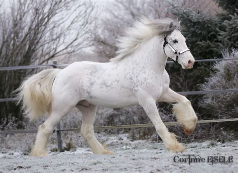 Pin On Horses We ℒℴѵℯ
