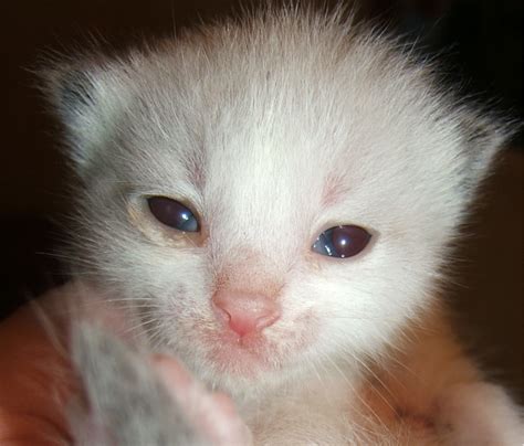 Close Up Picture Of Newborn Siamese Kitten Looking Straight To The