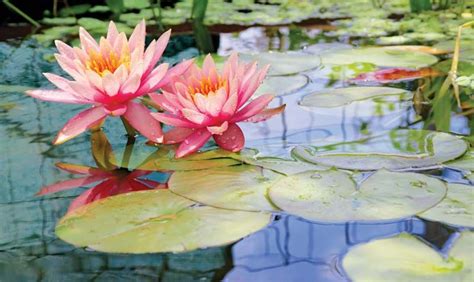 Aqua Essentials Pre Grown Pink Water Lily Pond Plant Kit Planting Marsh