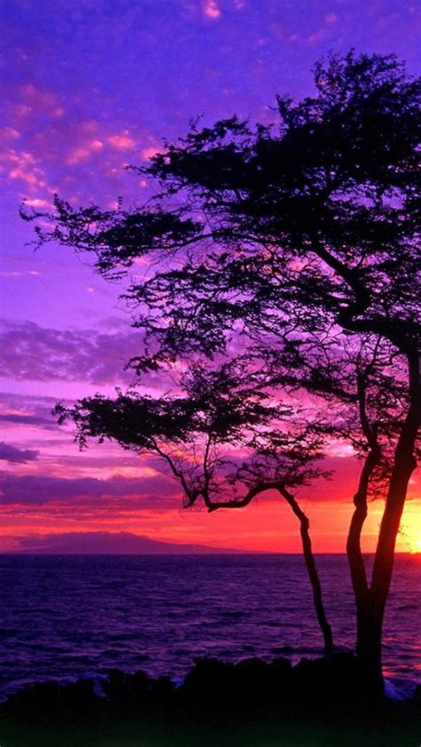 Free Download Download Tree Silhouette In The Purple Sunset Wallpaper