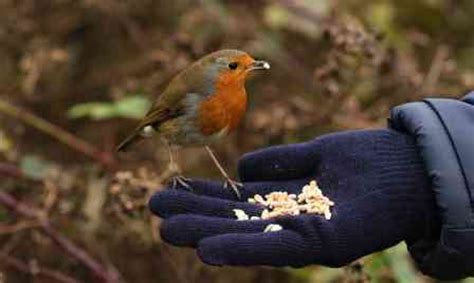 What Do Robins Eat Robin Food Bird Feeder Expert
