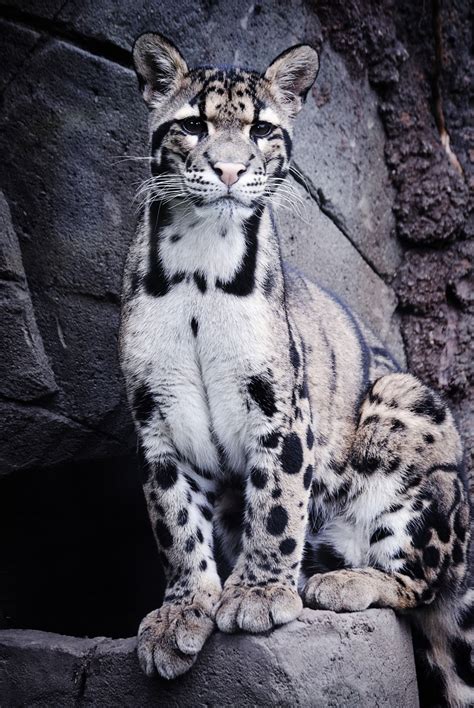 Captive One Year Old Clouded Leopard At The Rare