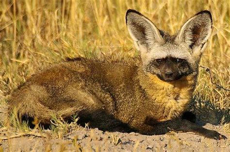 Bat Eared Fox Africa Mammal Guide